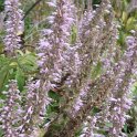 Elsholtzia stauntonii fleur